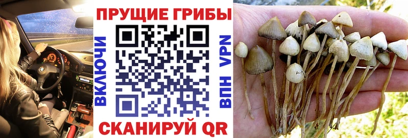 Галлюциногенные грибы GOLDEN TEACHER  Нефтегорск 